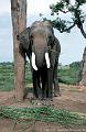 Elefant im Terai